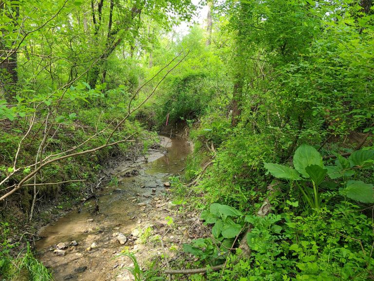 wetland and upland