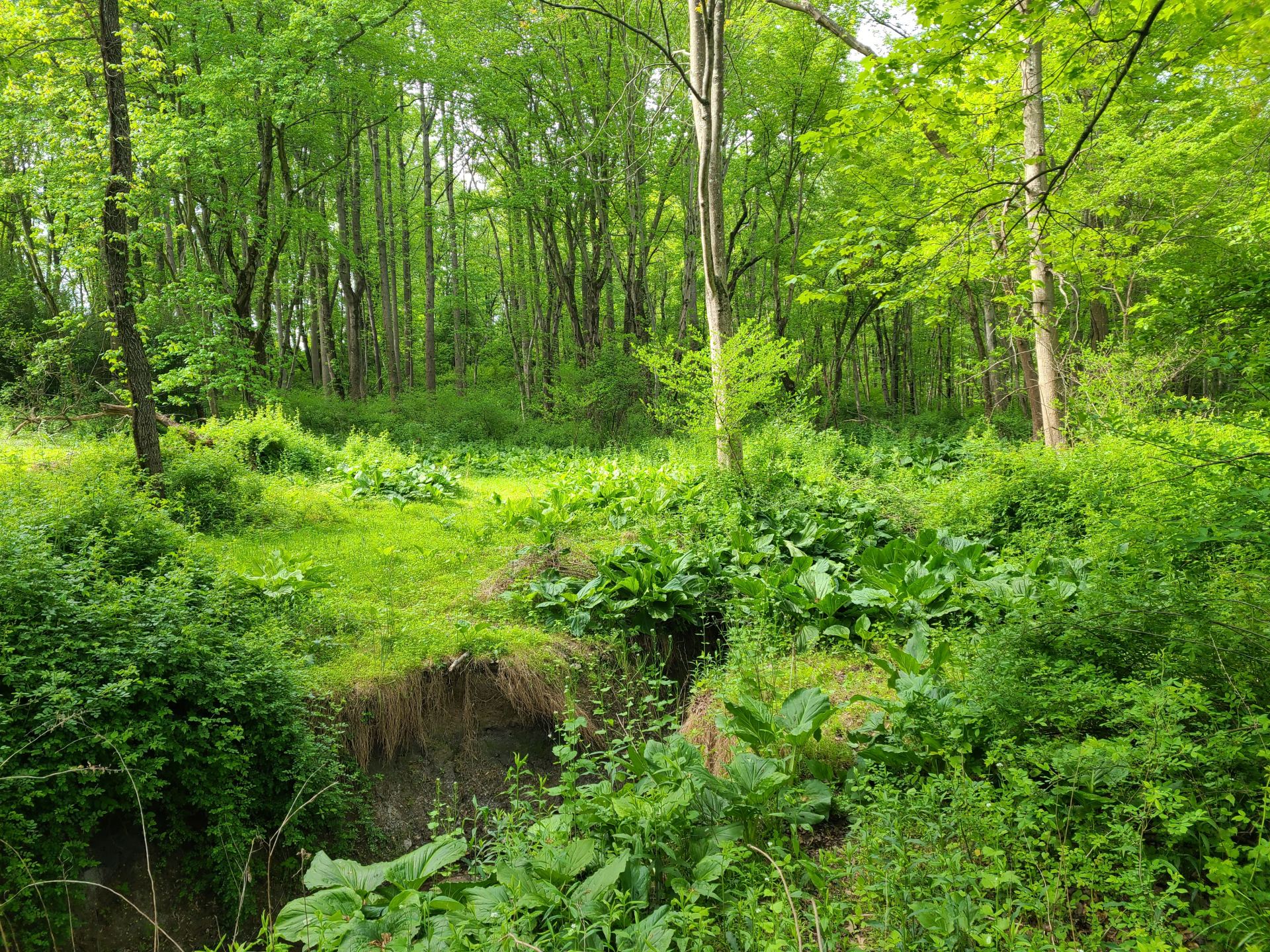 20210512_wetlandnarrowserosion